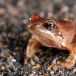 Rana appenninica (Rana italica)